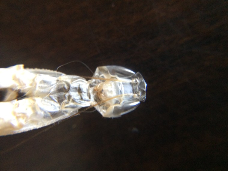 Mantis religiosa ecdysis