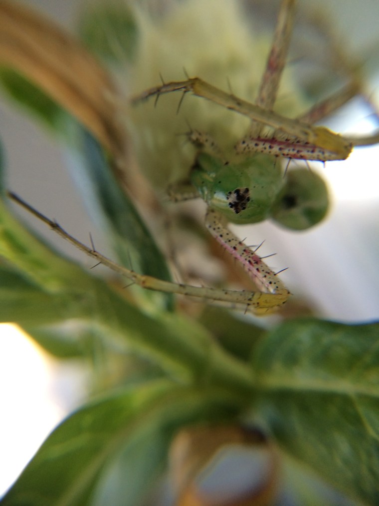 Peucetia longipalpis, eggs, spider