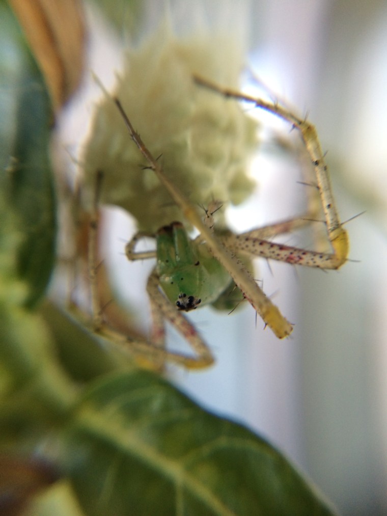 Green lynx, Peucetia longipalpis