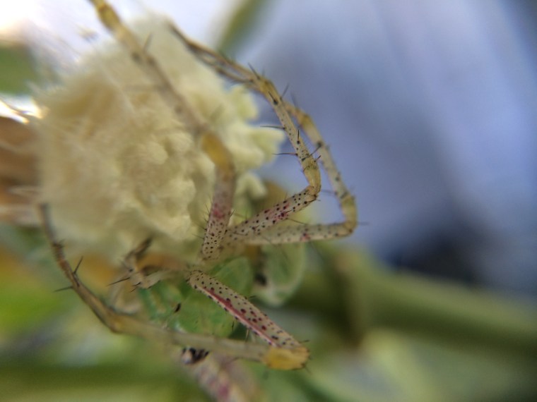 Peucetia longipalpis, egg sac, spider