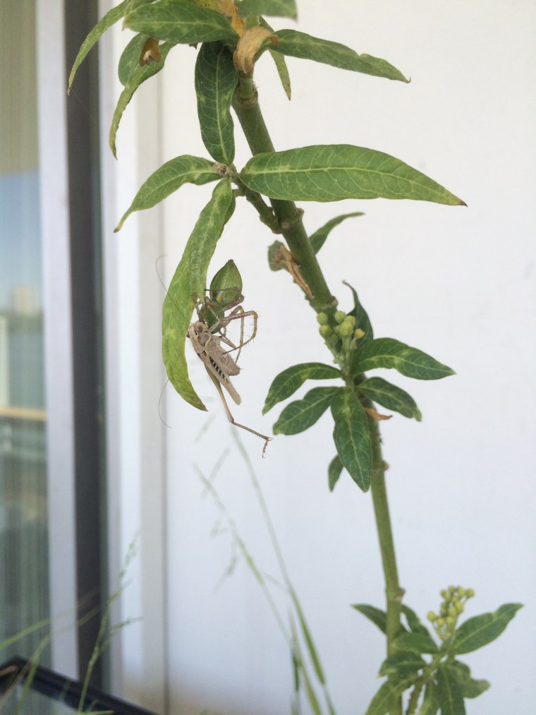 Peucetia longipalpis, meadow katydid
