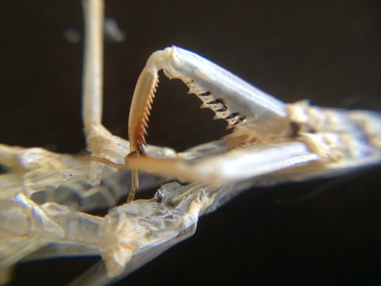 Mantis religiosa ecdysis