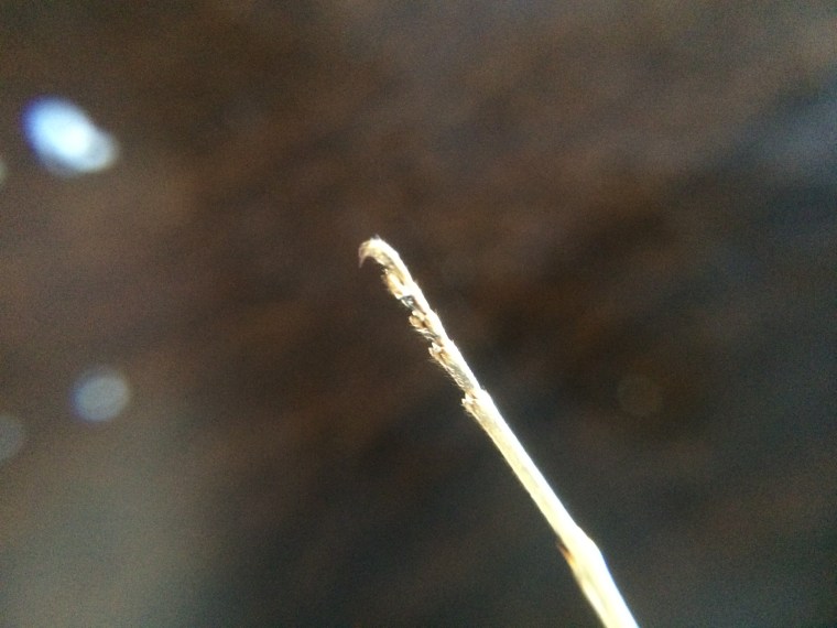 Mantis religiosa ecdysis