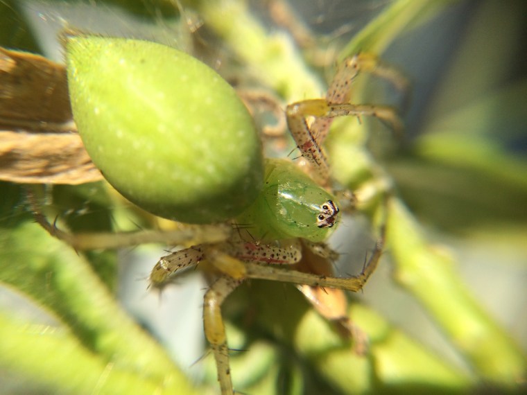 Peucetia longipalpis