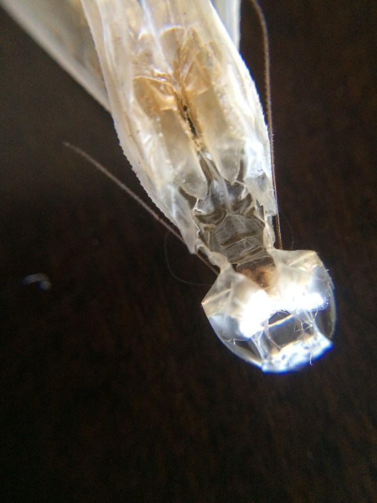 Mantis religiosa ecdysis