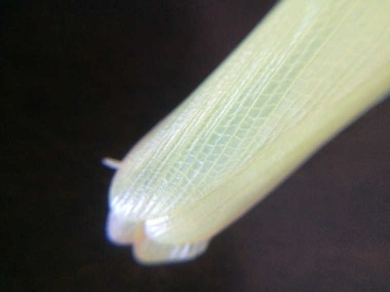 Mantis religiosa wings