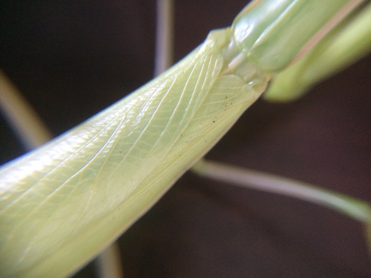 Mantis religiosa wings