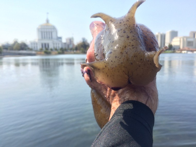 Aplysia californica Oakland California Lake Merritt