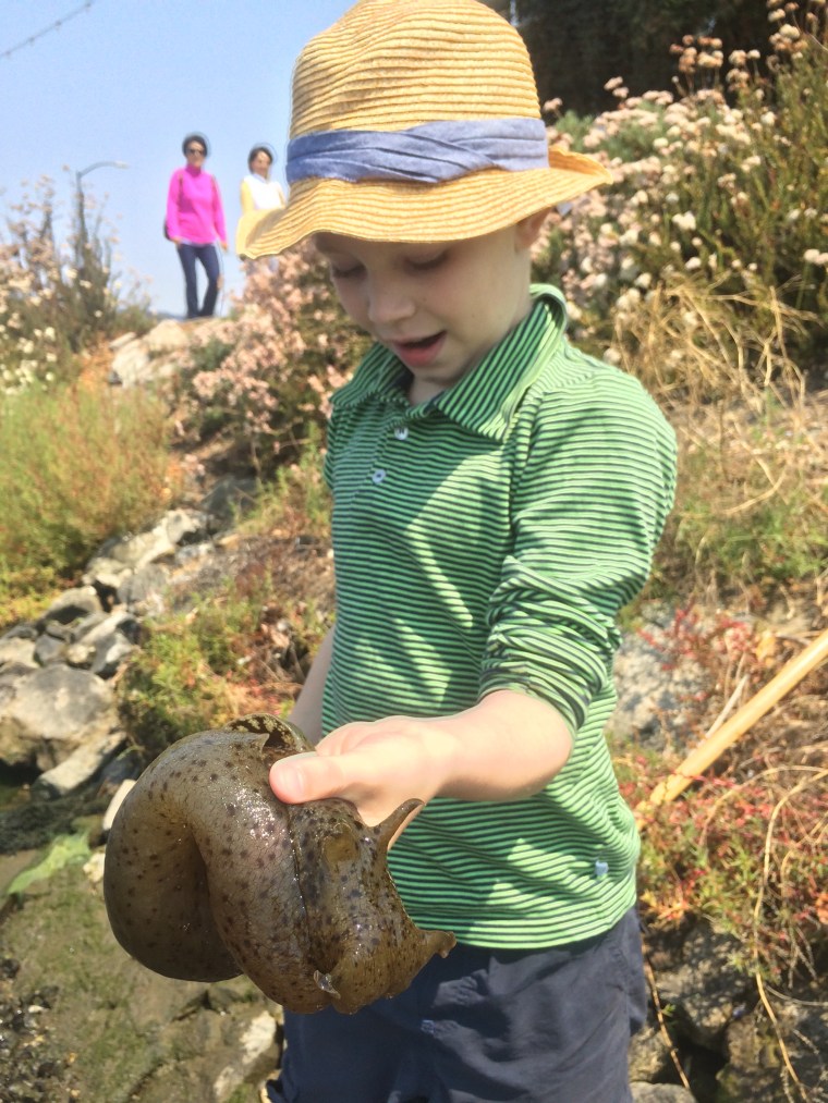 Aplysia californica Lake Merritt Oakland California