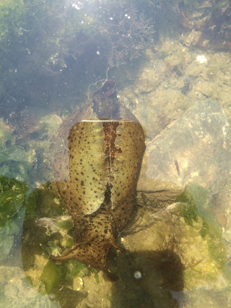 Aplysia californica Lake Merritt Oakland California