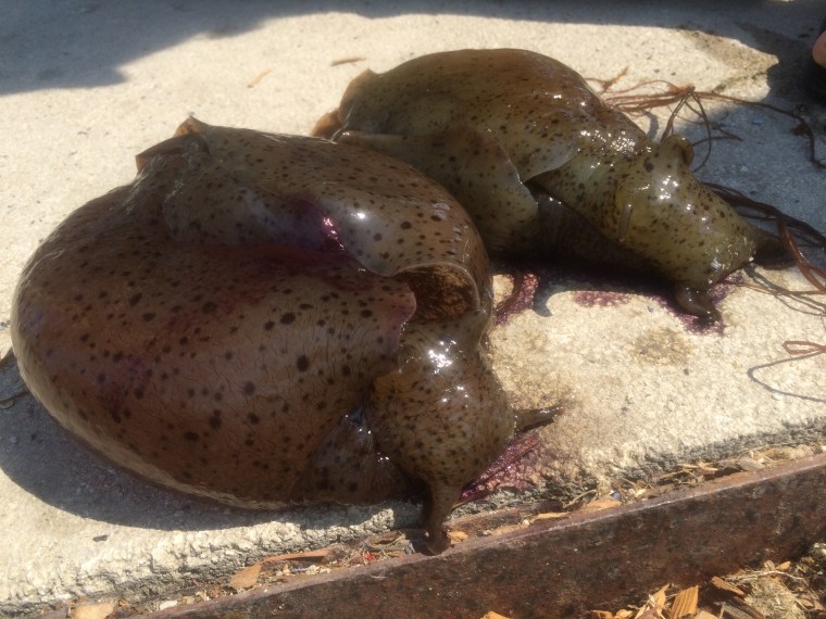 Aplysia californica Lake Merritt Oakland California