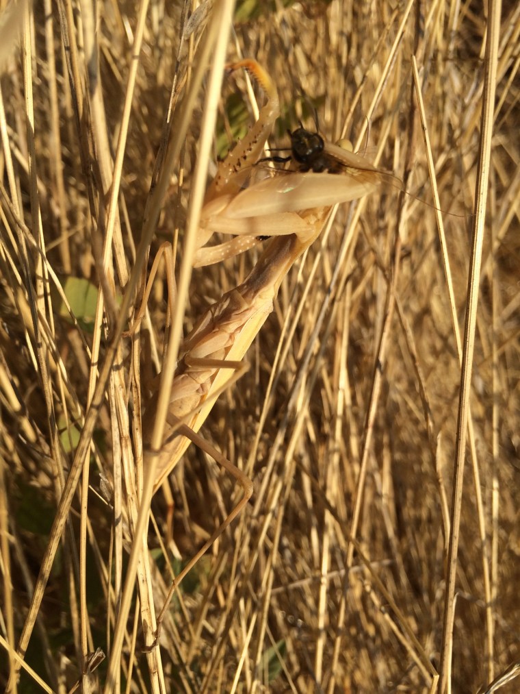Mantis religiosa diet bee
