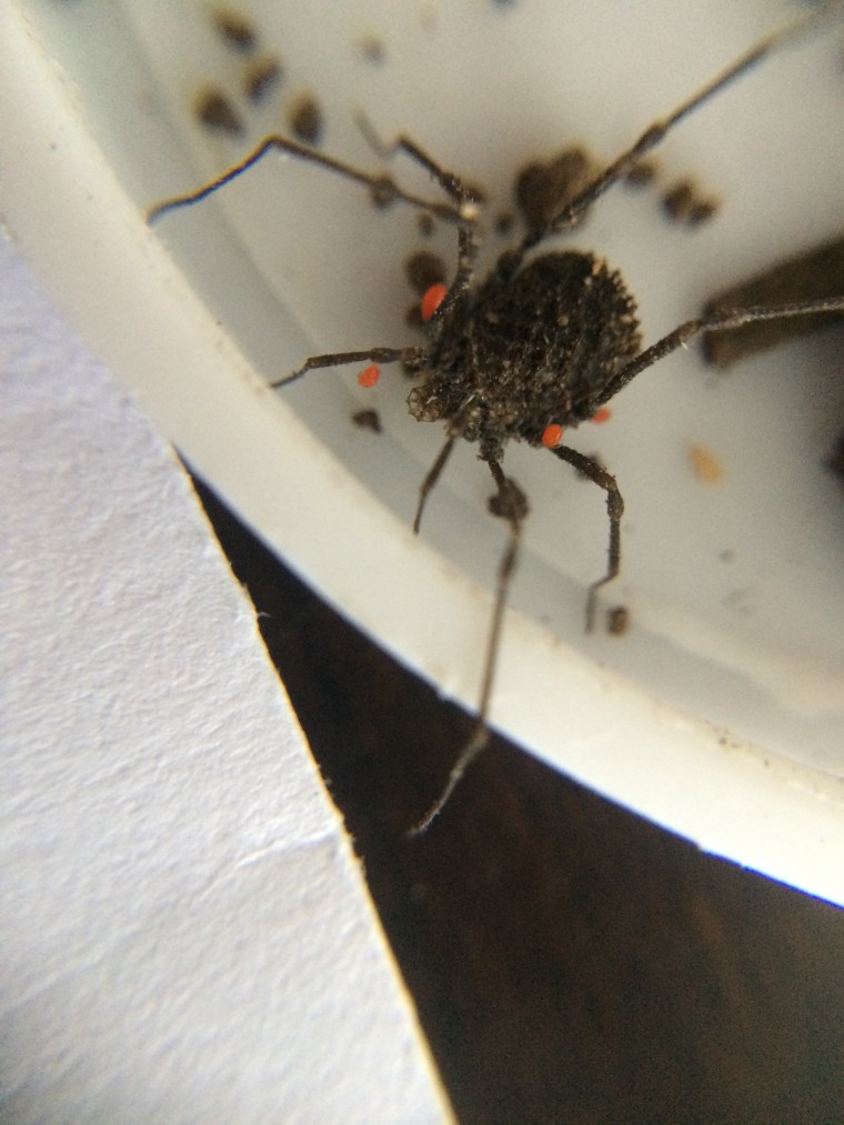 Opiliones acari Redwood Park California