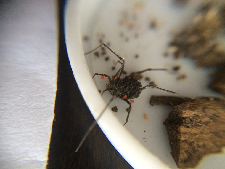 Opiliones acari Redwood Park California