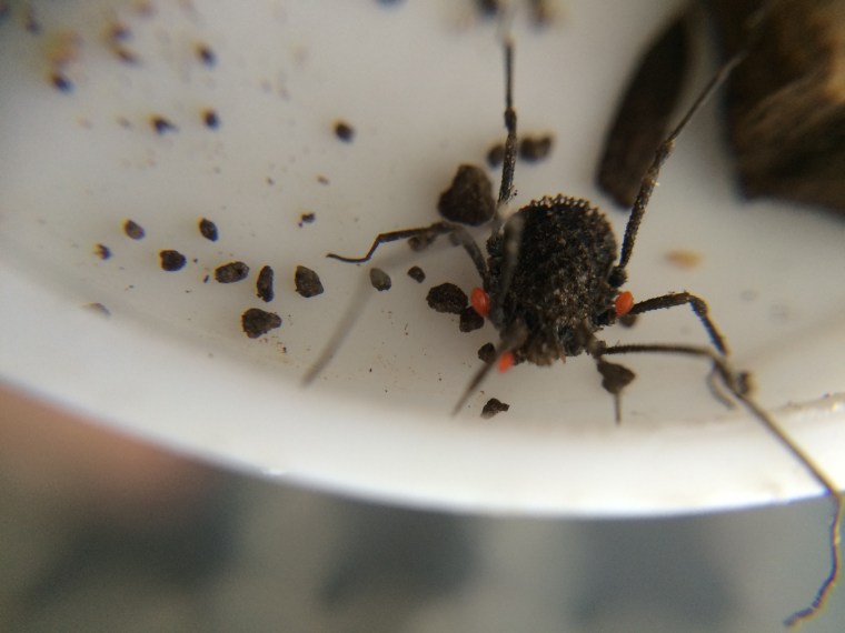 Opiliones acari Redwood Park California