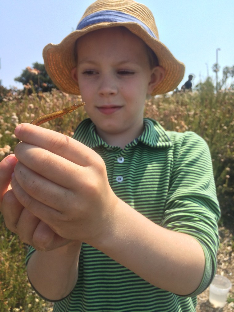 Pipefish Syngnathus californiensis Lake Merritt