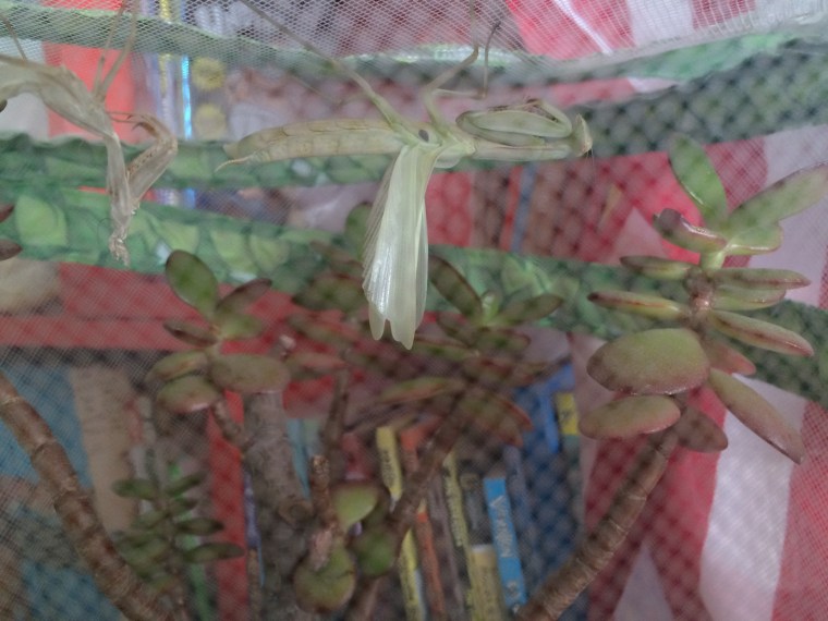 Side view with shed skin