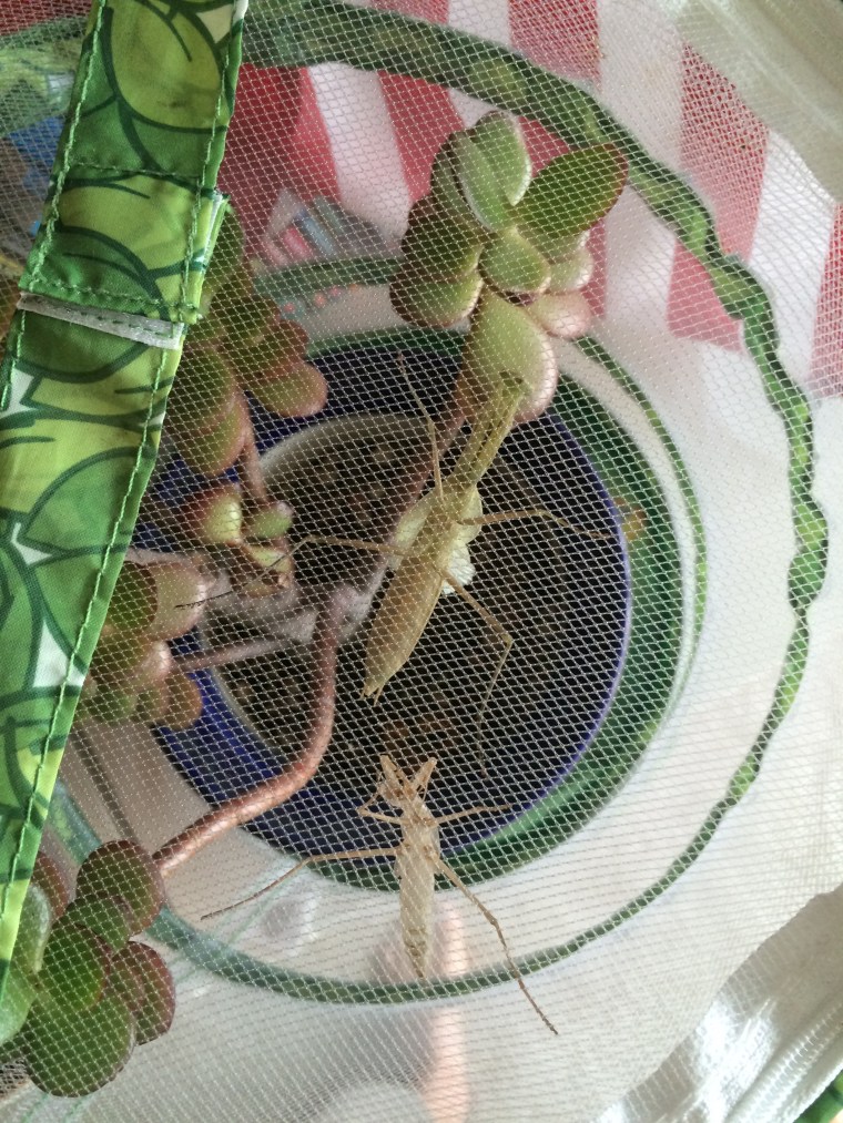 Mantis religiosa molting