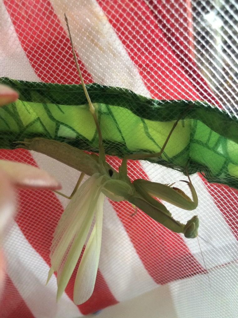 Mantis religiosa molting