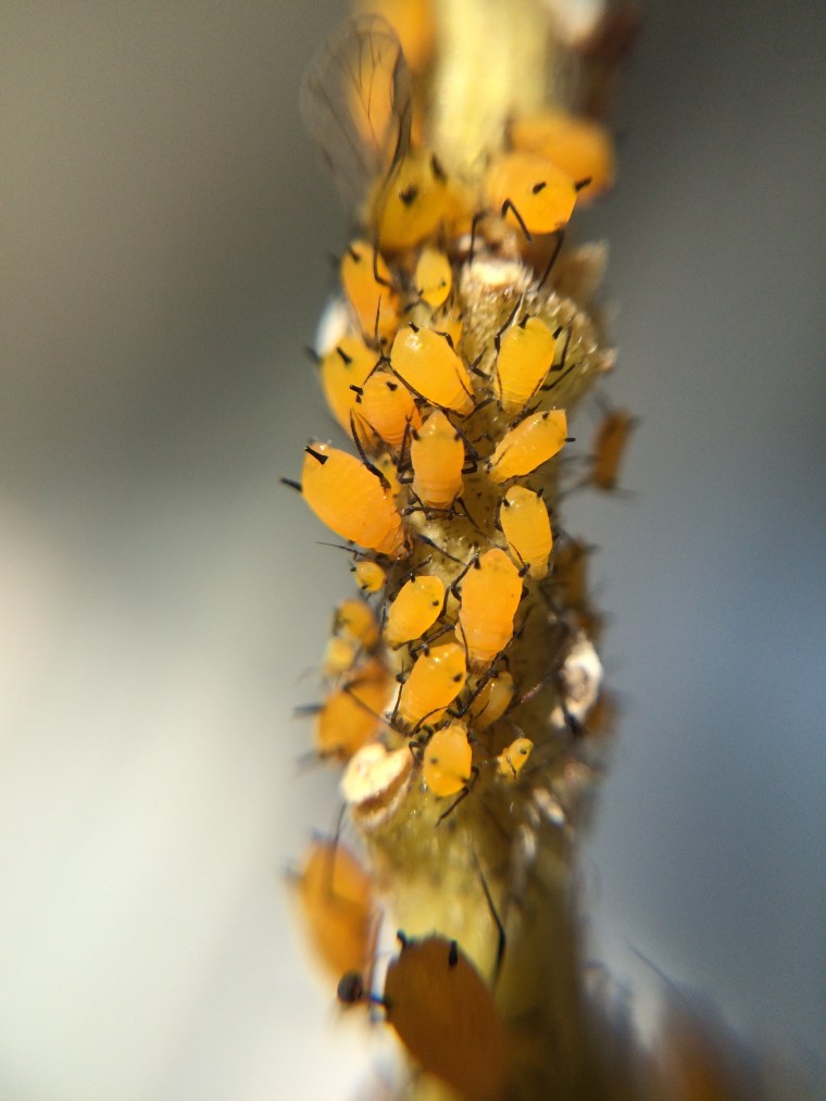 Aphids Aphis nerii