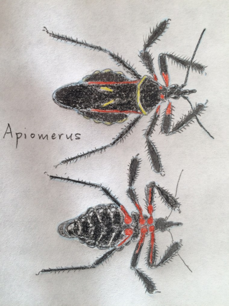 Apiomerus species, sketch