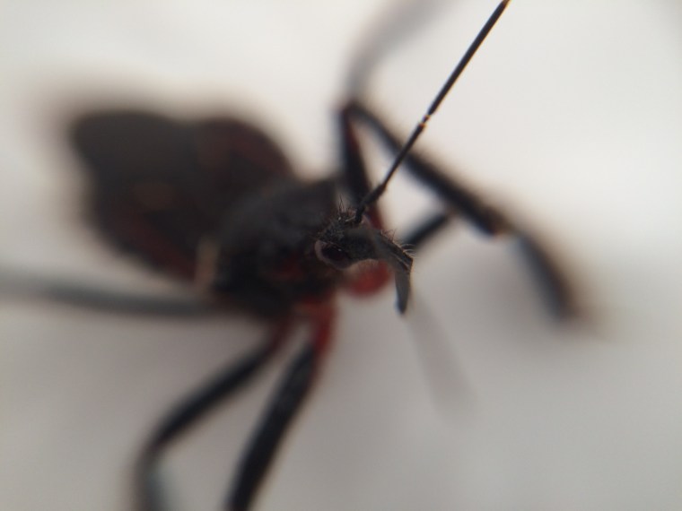 Apiomerus species, beak detail