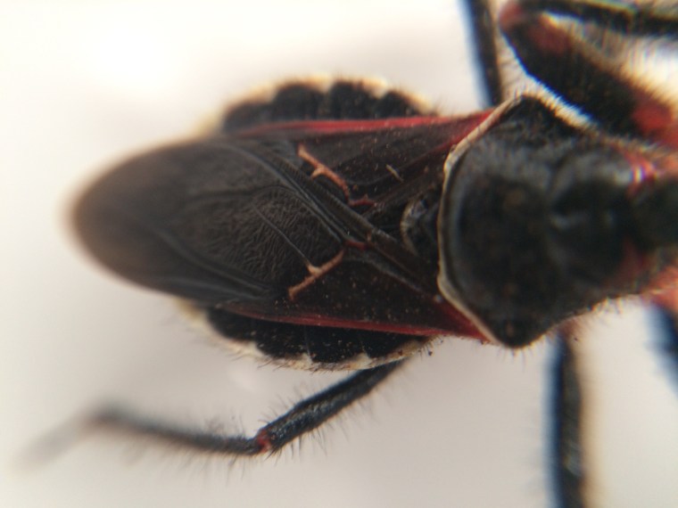Apiomerus species, wing detail
