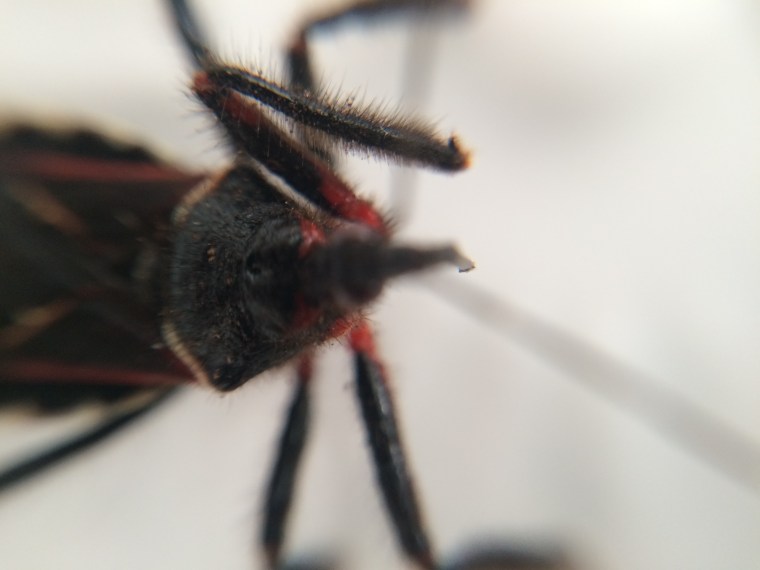 Apiomerus species, front leg detail
