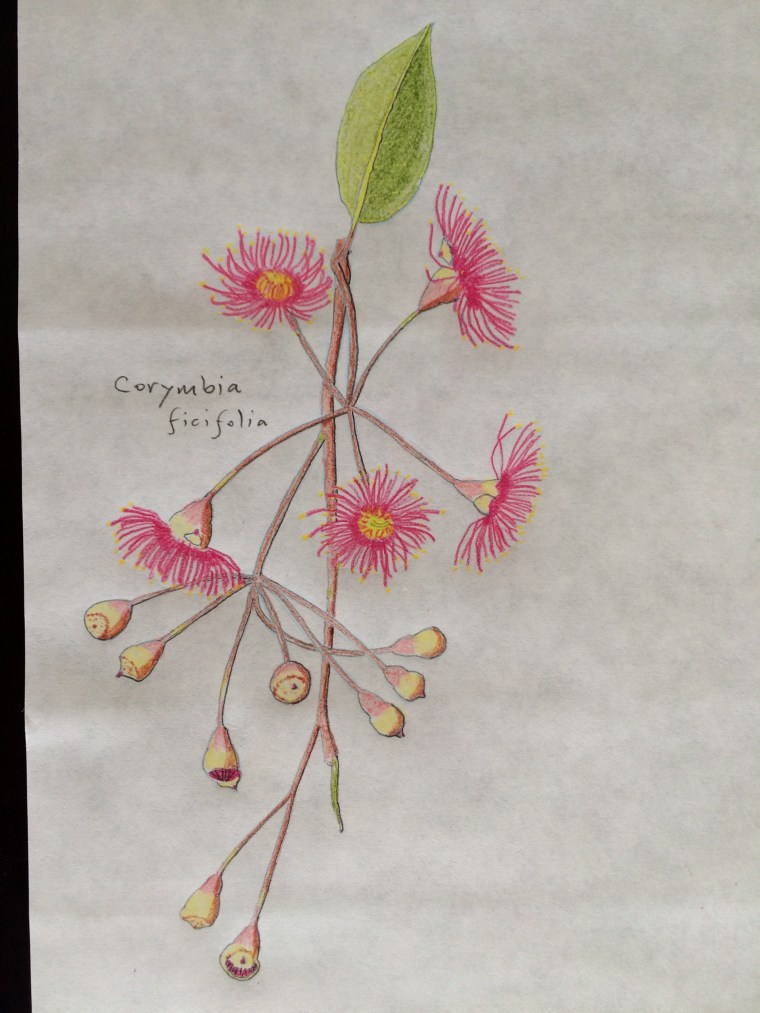 Corymbia drawing done
