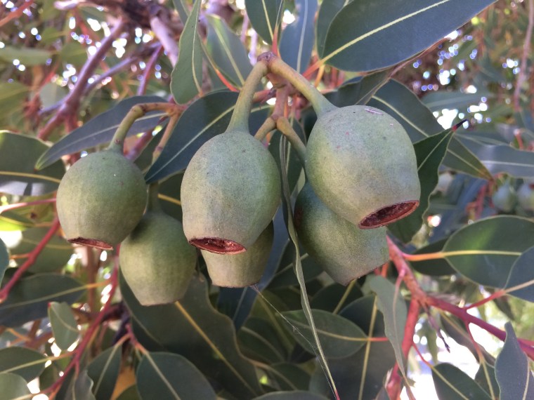 Corymbia fruit