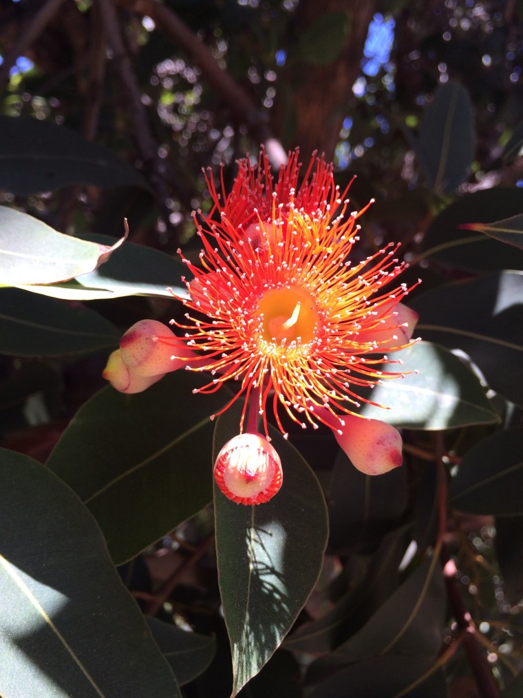 Corymbia red 1