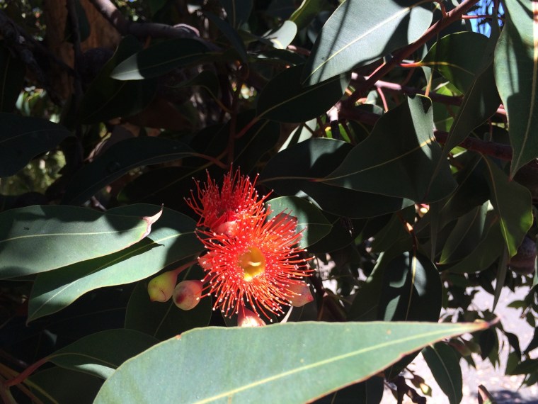 Corymbia red 3
