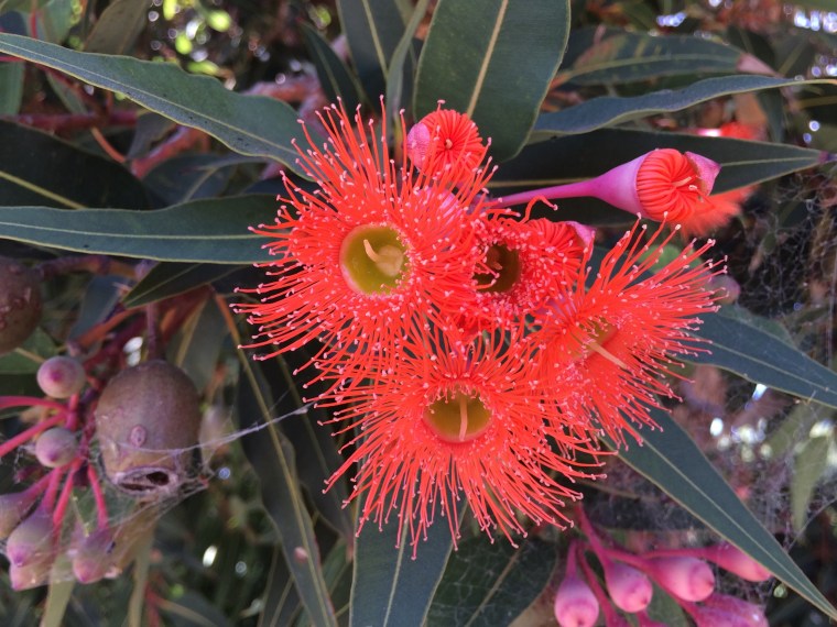 Corymbia red 5