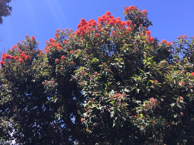Corymbia tree blooming