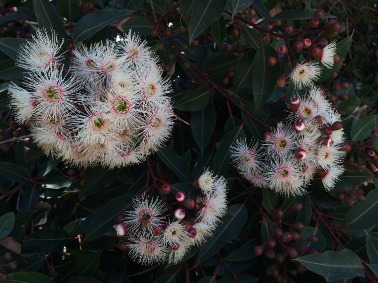 Corymbia white