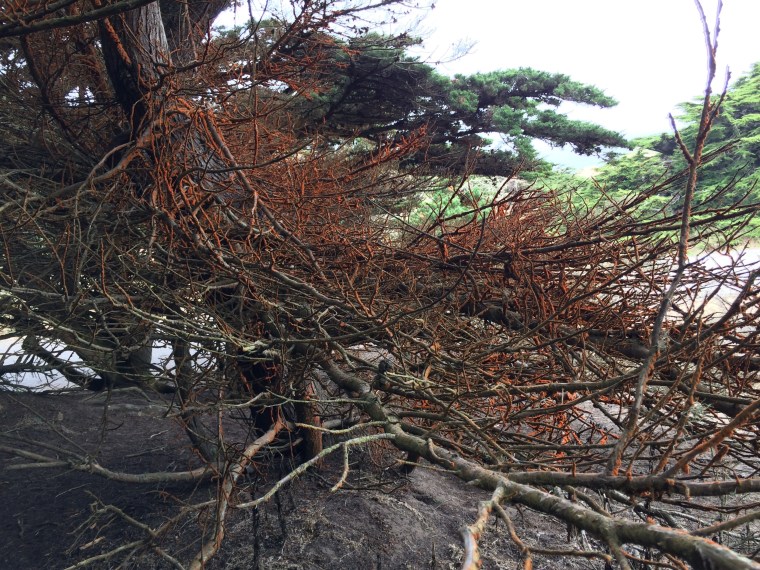 Cypress with orange algae
