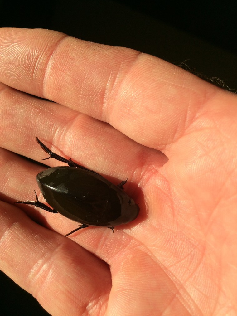 Hydrophilus triangularis