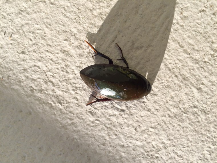 Hydrophilus triangularis