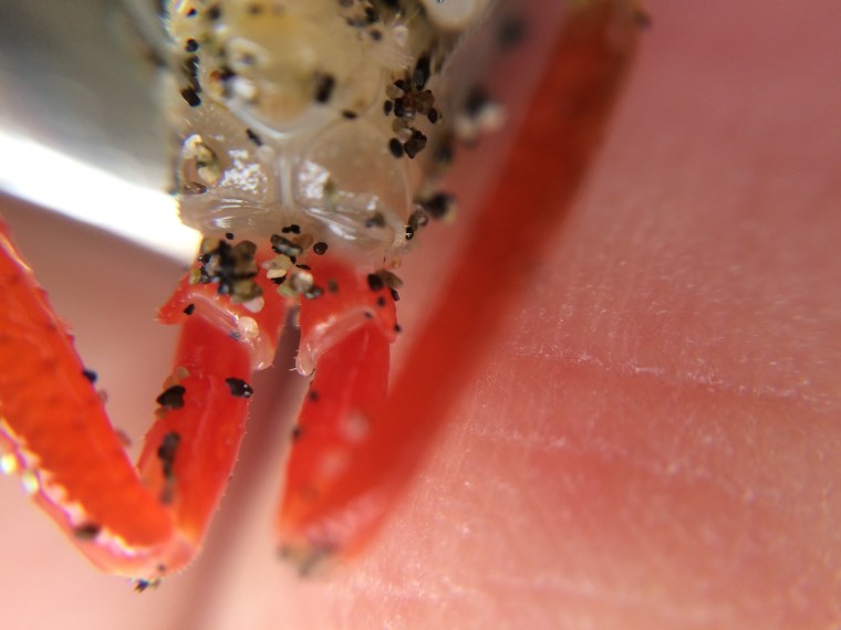 Megalorchestia antenna detail