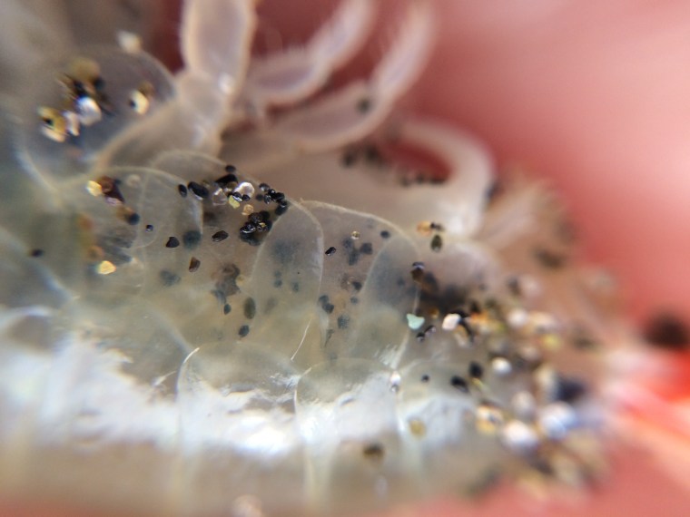 Megalorchestia californiana