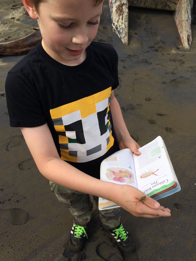 Megalorchestia field guide