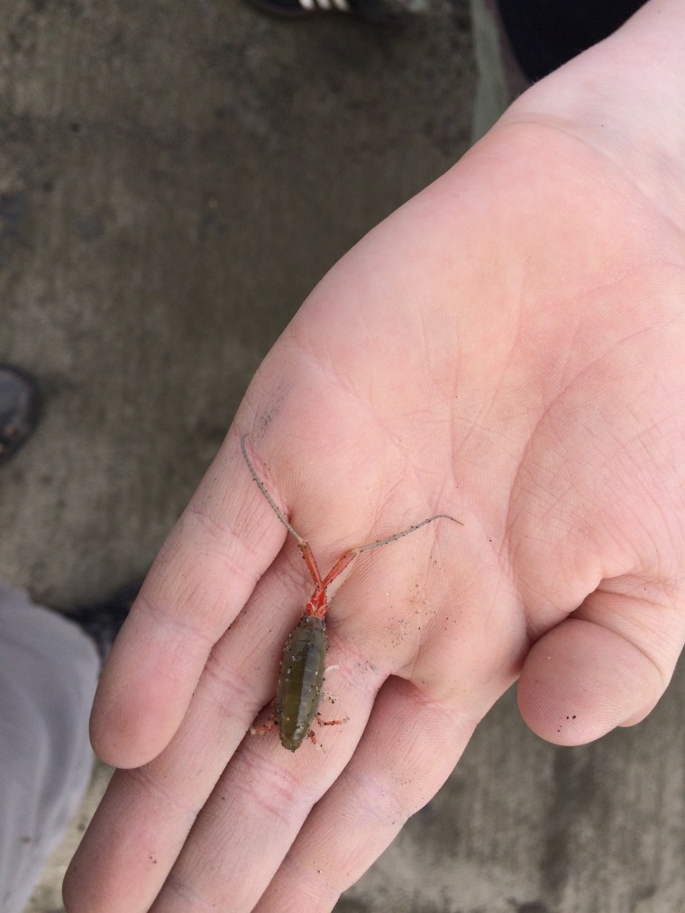 Megalorchestia in hand