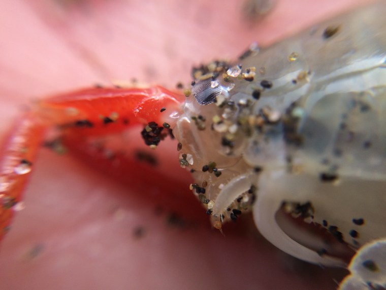 Megalorchestia californiana