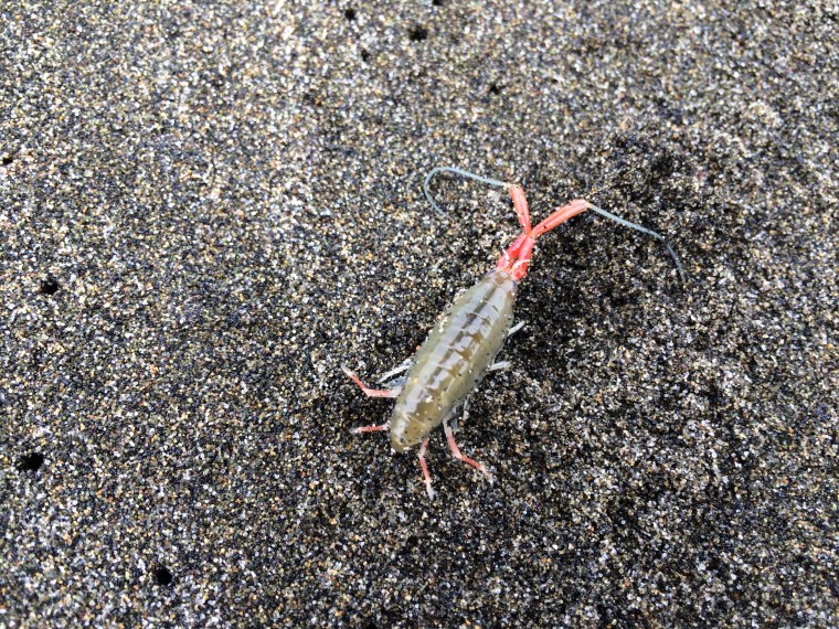 Megalorchestia californiana