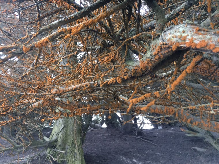 Trentepholia on cypress branches