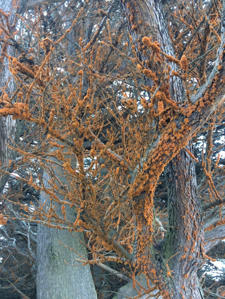 Trentepholia on cypress