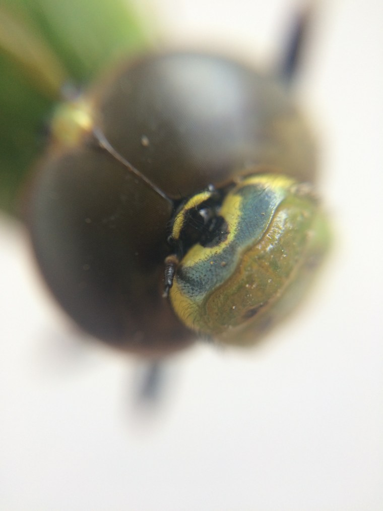 Anax junius bullseye