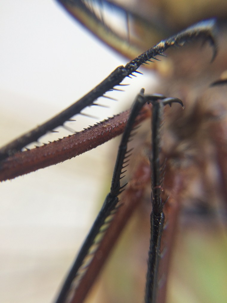 Anax junius leg detail