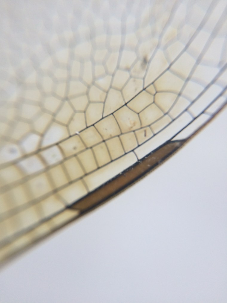 Anax junius pterostigma