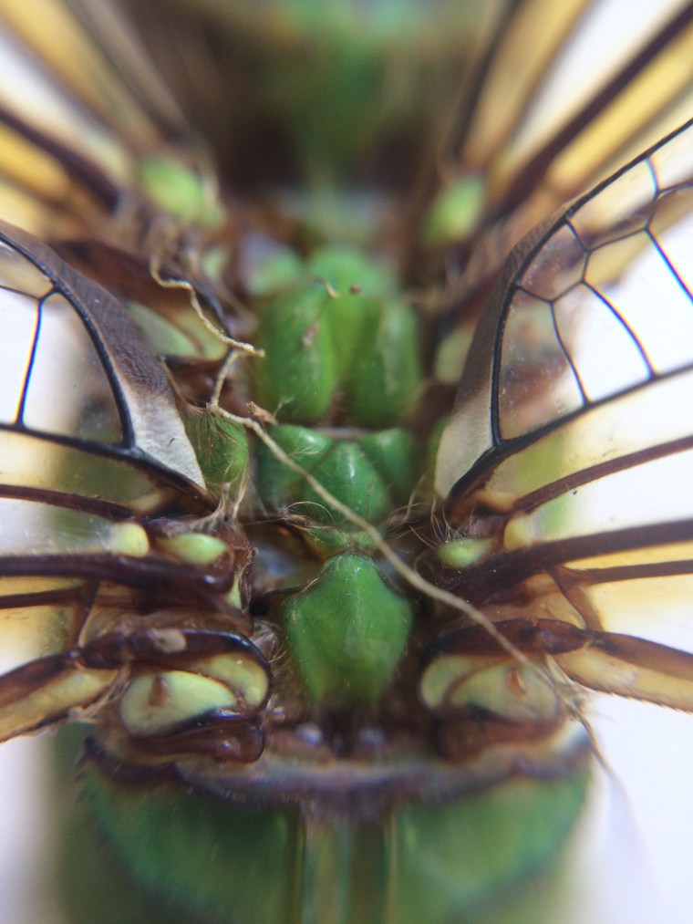 Anax junius thoracic musculature